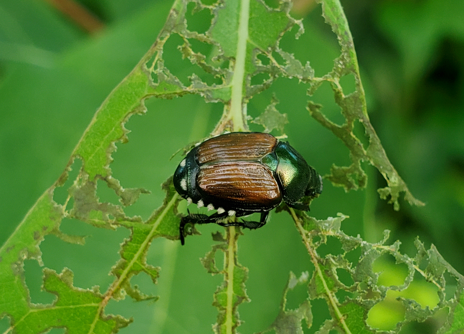 Japanese beetle